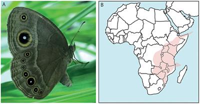 Wnt Gene Expression During Early Embryogenesis in the Nymphalid Butterfly Bicyclus anynana